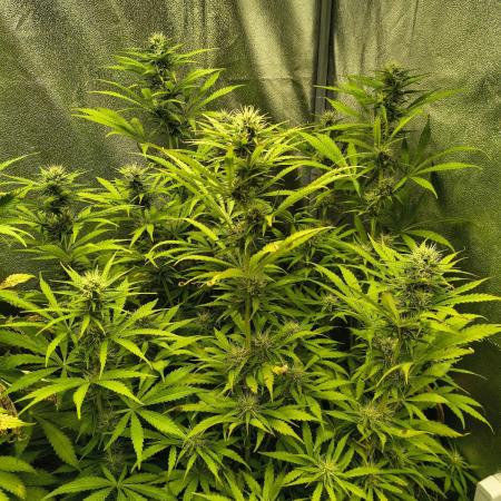 PM Auto