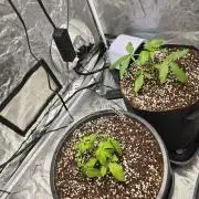 1st grow