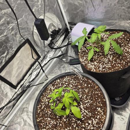 1st grow