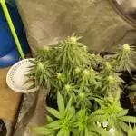 Canuk Chees Auto
