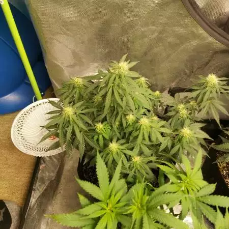 Canuk Chees Auto