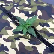 Plant #3: Planet of the Grapes