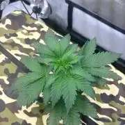 Plant #3: Planet of the Grapes