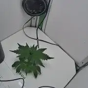 Plant #4: Forgotten Strawberries Auto