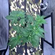 Plant #3: Planet of the Grapes