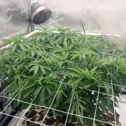 Plant #2: Blue Zen