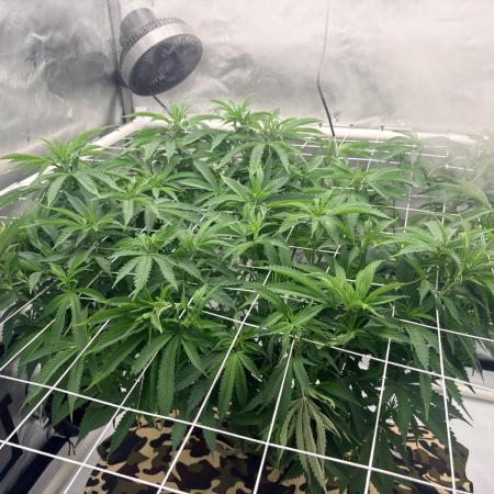 Plant #2: Blue Zen
