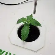 Plant #4: Forgotten Strawberries Auto