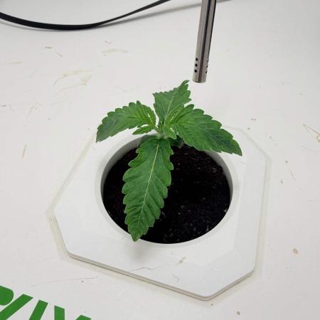 Plant #4: Forgotten Strawberries Auto