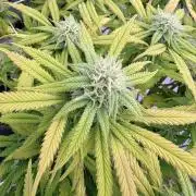 Plant #2: Blue Zen