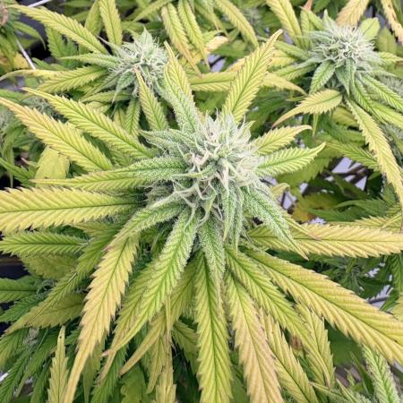 Plant #2: Blue Zen