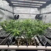 Plant #2: Blue Zen
