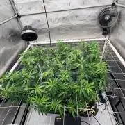 Plant #2: Blue Zen
