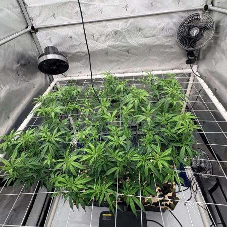 Plant #2: Blue Zen