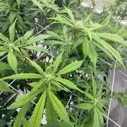 Plant #2: Blue Zen