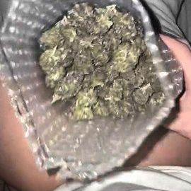Summer bud 2025 (x jollygrower)