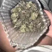 Summer bud 2025 (x jollygrower)