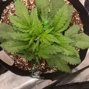 Mendo frost auto