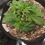 Mendo frost auto