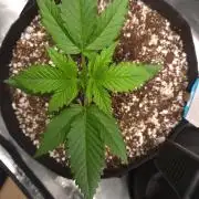GUAVA RF3