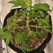 Mendo frost auto