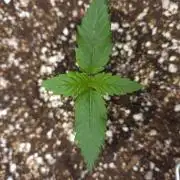 Mendo frost auto