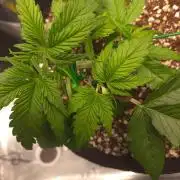 GUAVA RF3