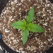 Mendo frost auto