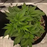 Mendo frost auto