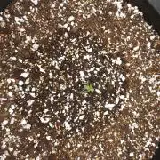 Mendo frost auto