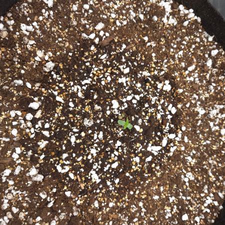 Mendo frost auto