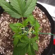 GUAVA RF3