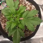 Mendo frost auto