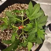Mendo frost auto