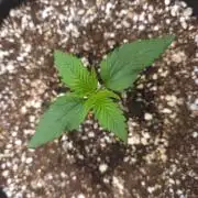 GUAVA RF3