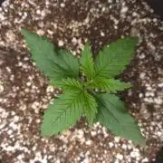 GUAVA RF3