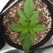 Mendo frost auto