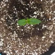 GUAVA RF3