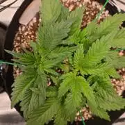 Mendo frost auto