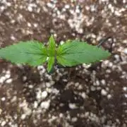 GUAVA RF3