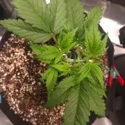 GUAVA RF3