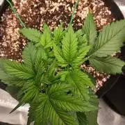 GUAVA RF3
