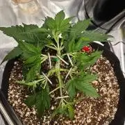 GUAVA RF3