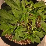Mendo frost auto