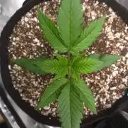 GUAVA RF3