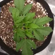 Mendo frost auto