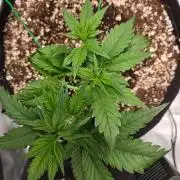 GUAVA RF3