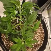 GUAVA RF3