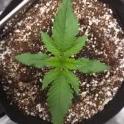 Mendo frost auto