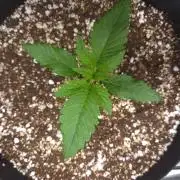 Mendo frost auto